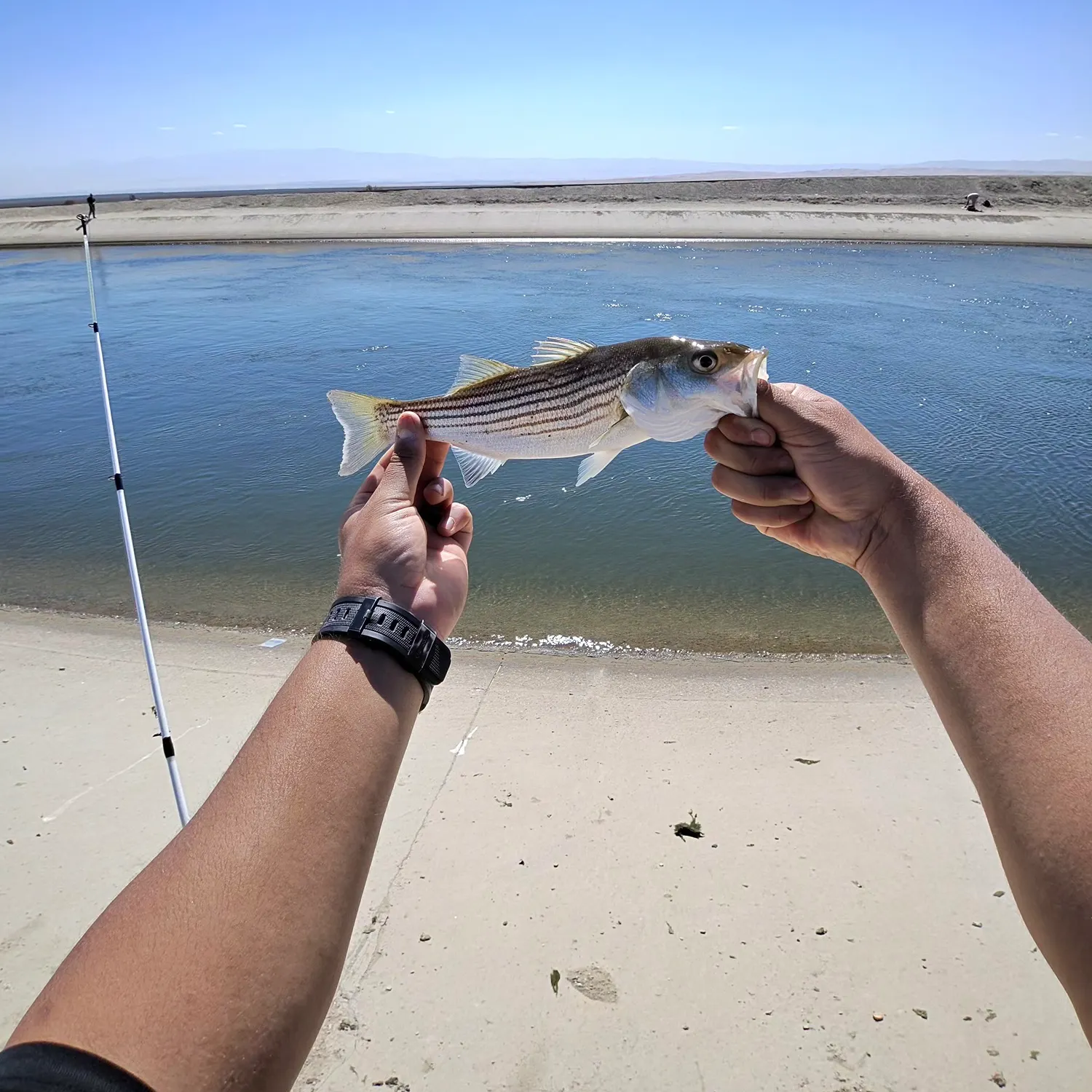 Striped bass caught on Fishbrain
