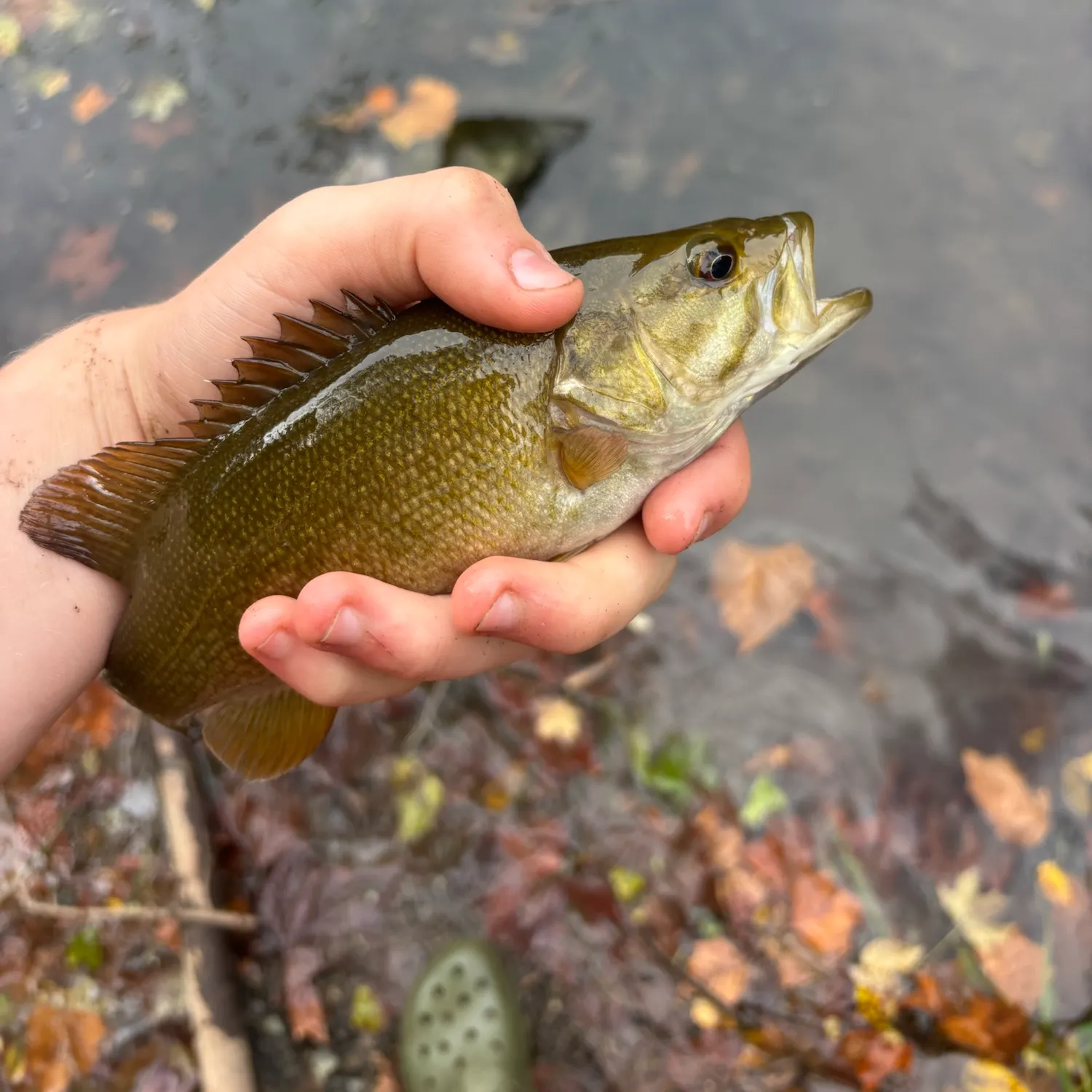 Smallmouth bass caught on Fishbrain