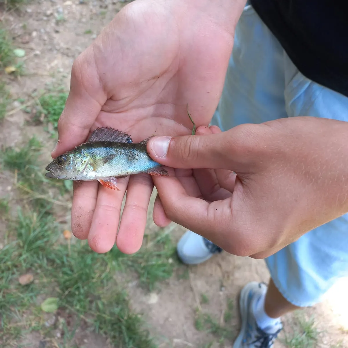 European perch caught on Fishbrain