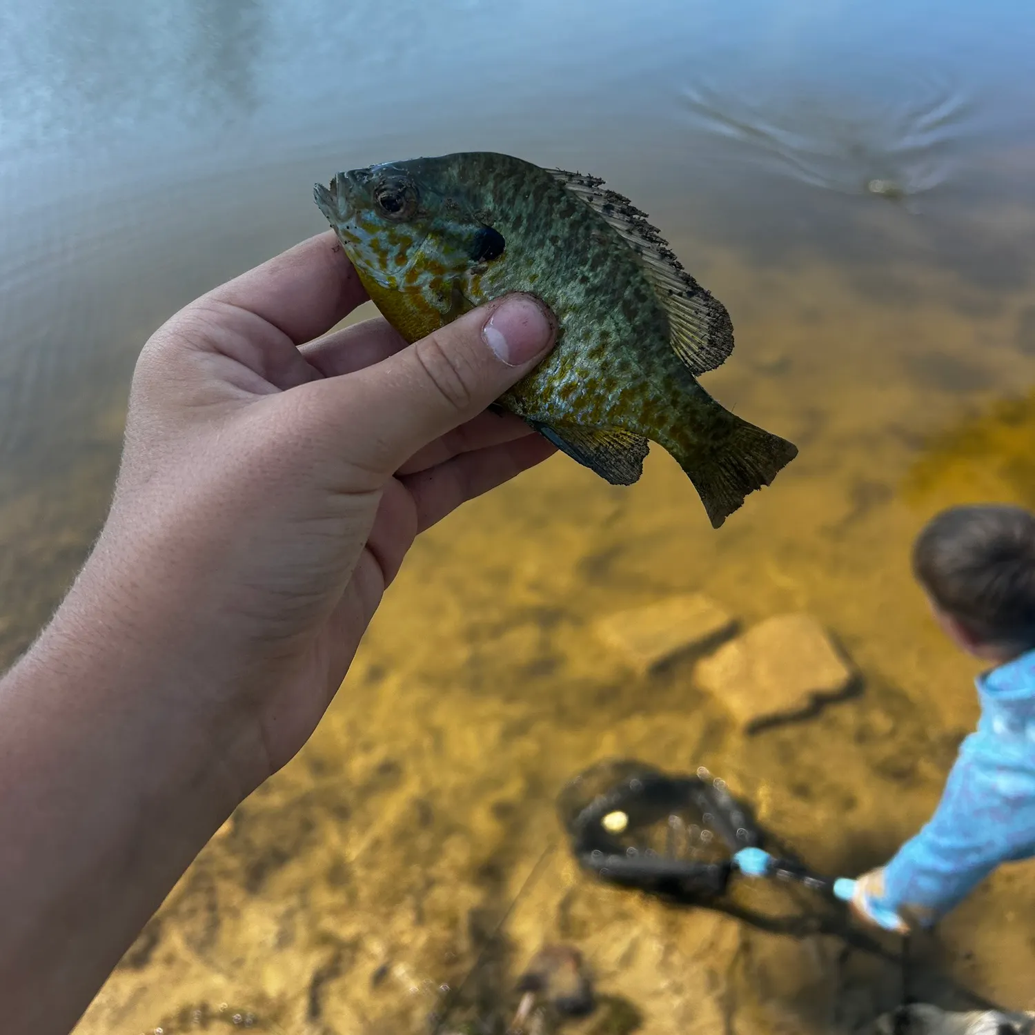 Pumpkinseed caught on Fishbrain