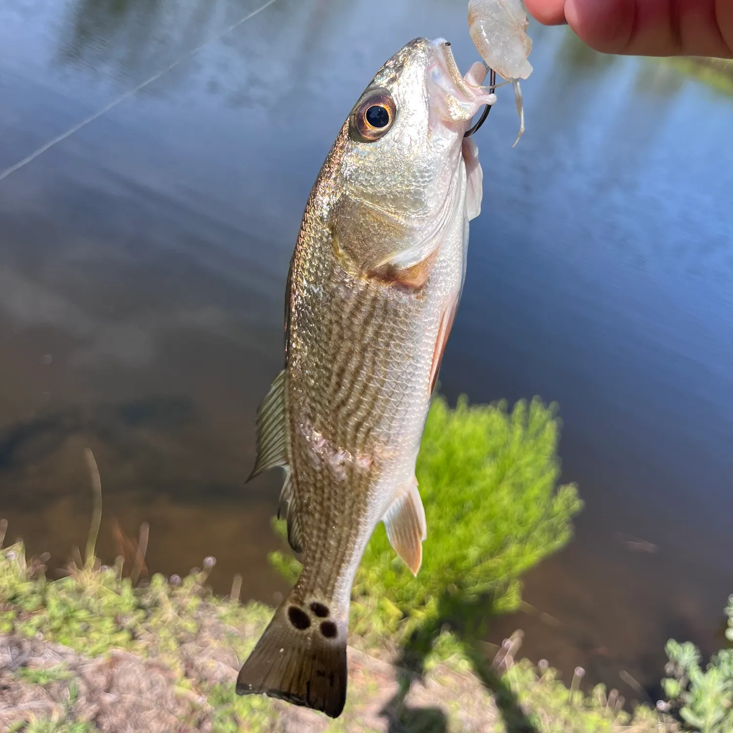 Atlantic croaker caught on Fishbrain