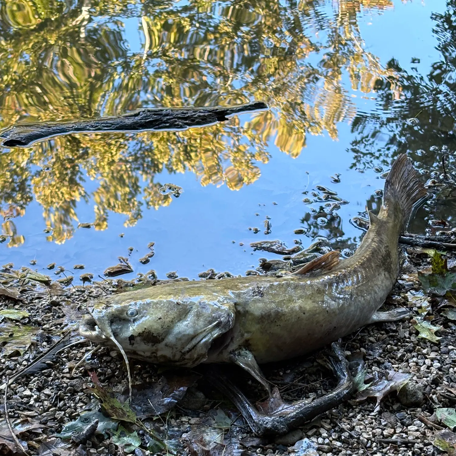 Fish caught on Fishbrain