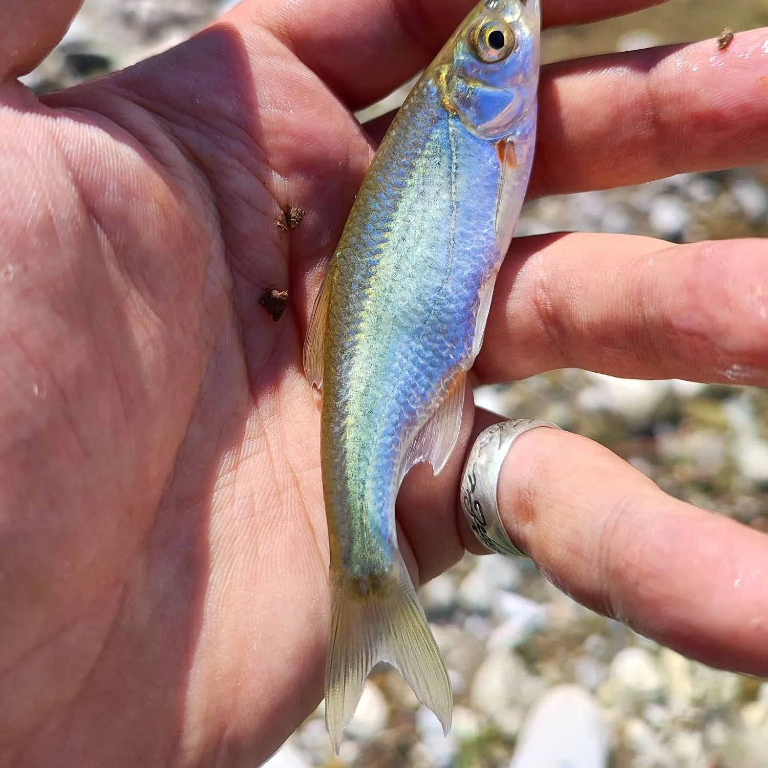 The most recent Vairone catches on Fishbrain