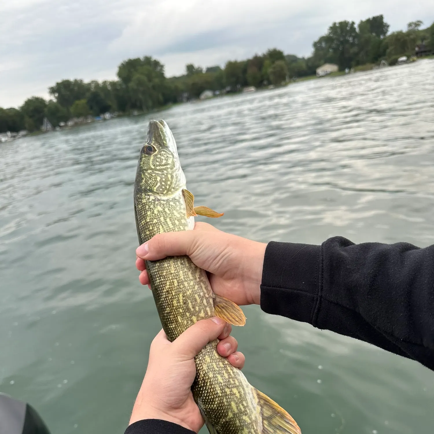 Northern pike caught on Fishbrain
