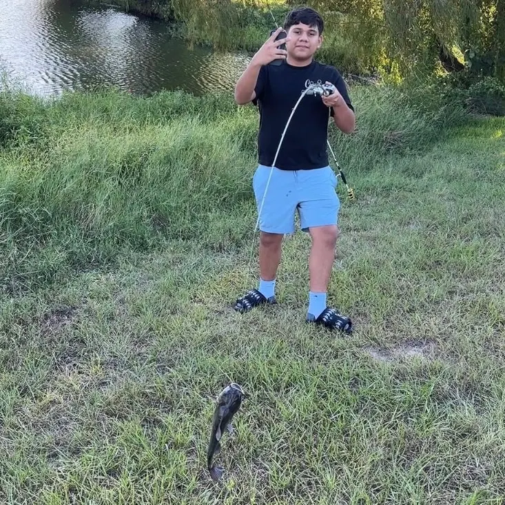 Black bullhead caught on Fishbrain