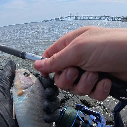 Spot croaker caught on Fishbrain