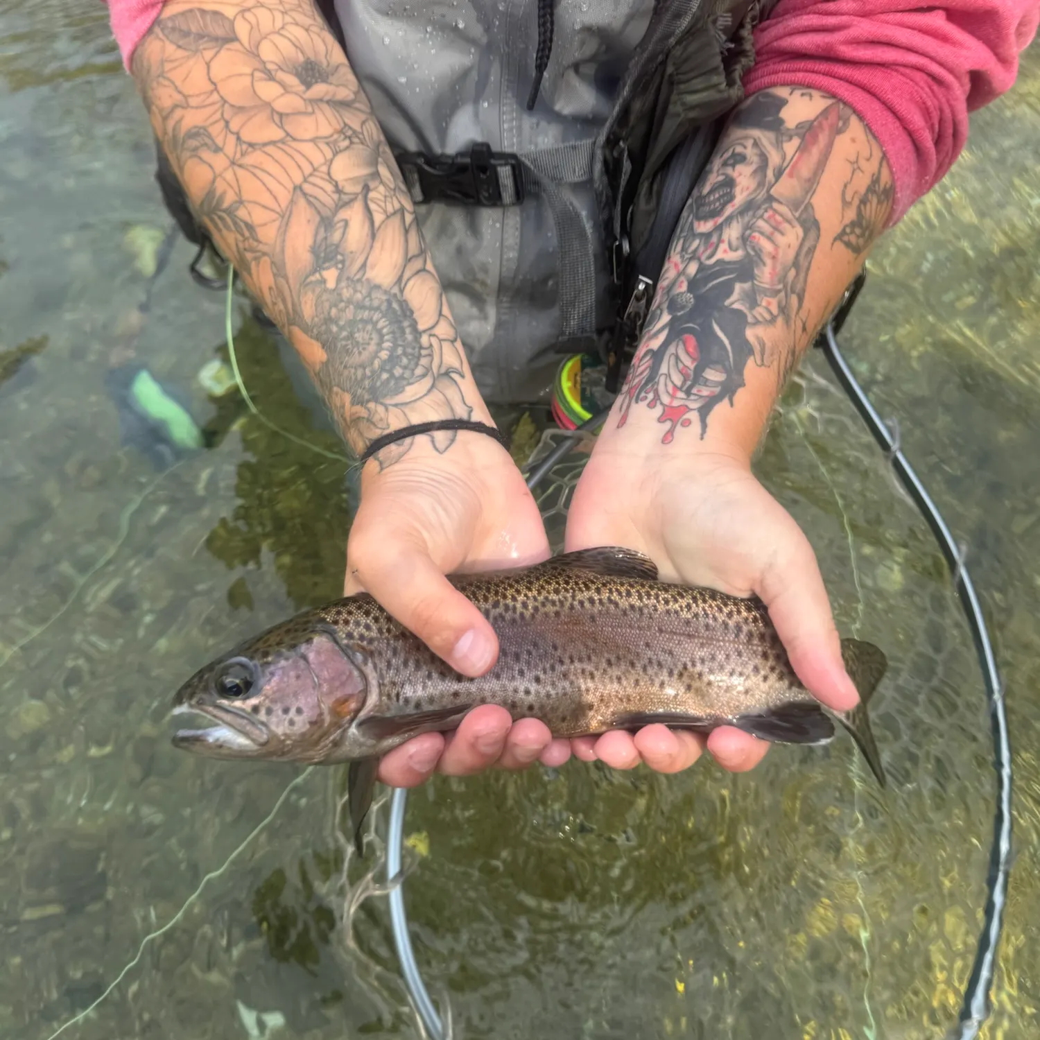Rainbow trout caught on Fishbrain