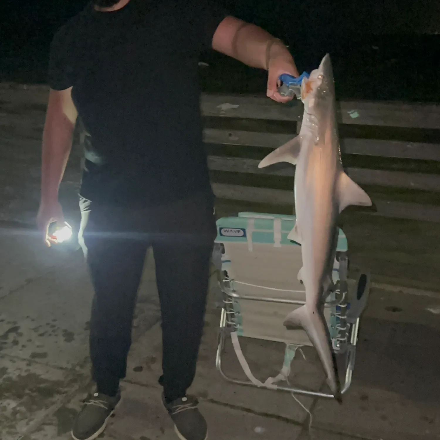 The most recent Blacktip shark catches on Fishbrain