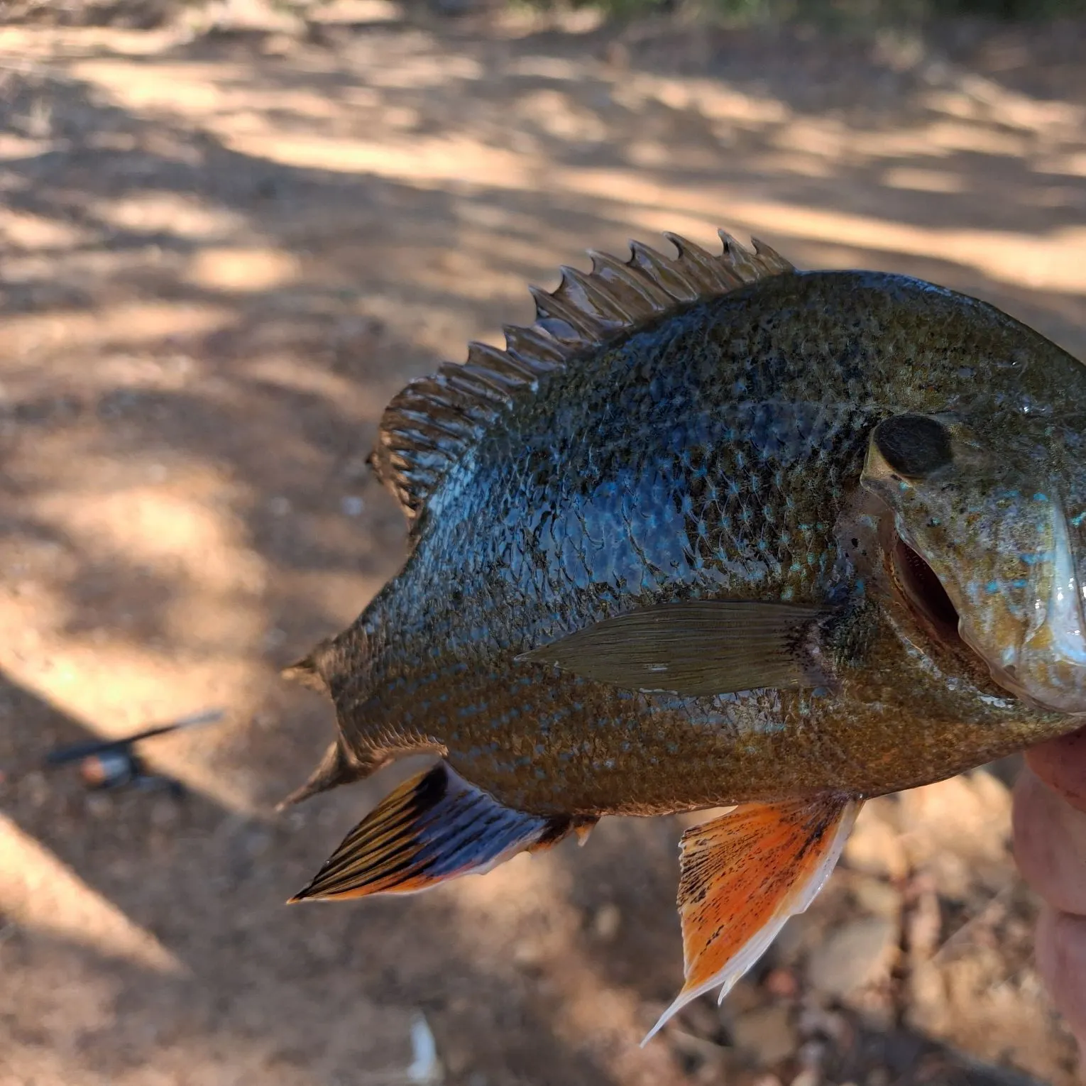 Greengill hybrid caught on Fishbrain