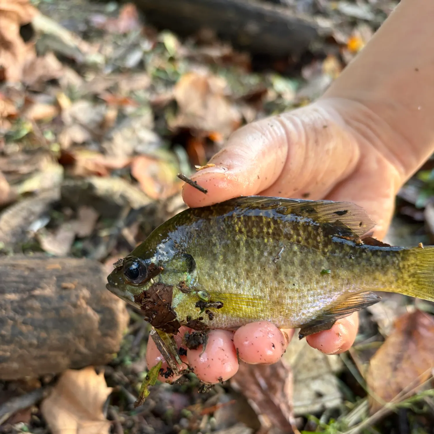 Bluegill caught on Fishbrain