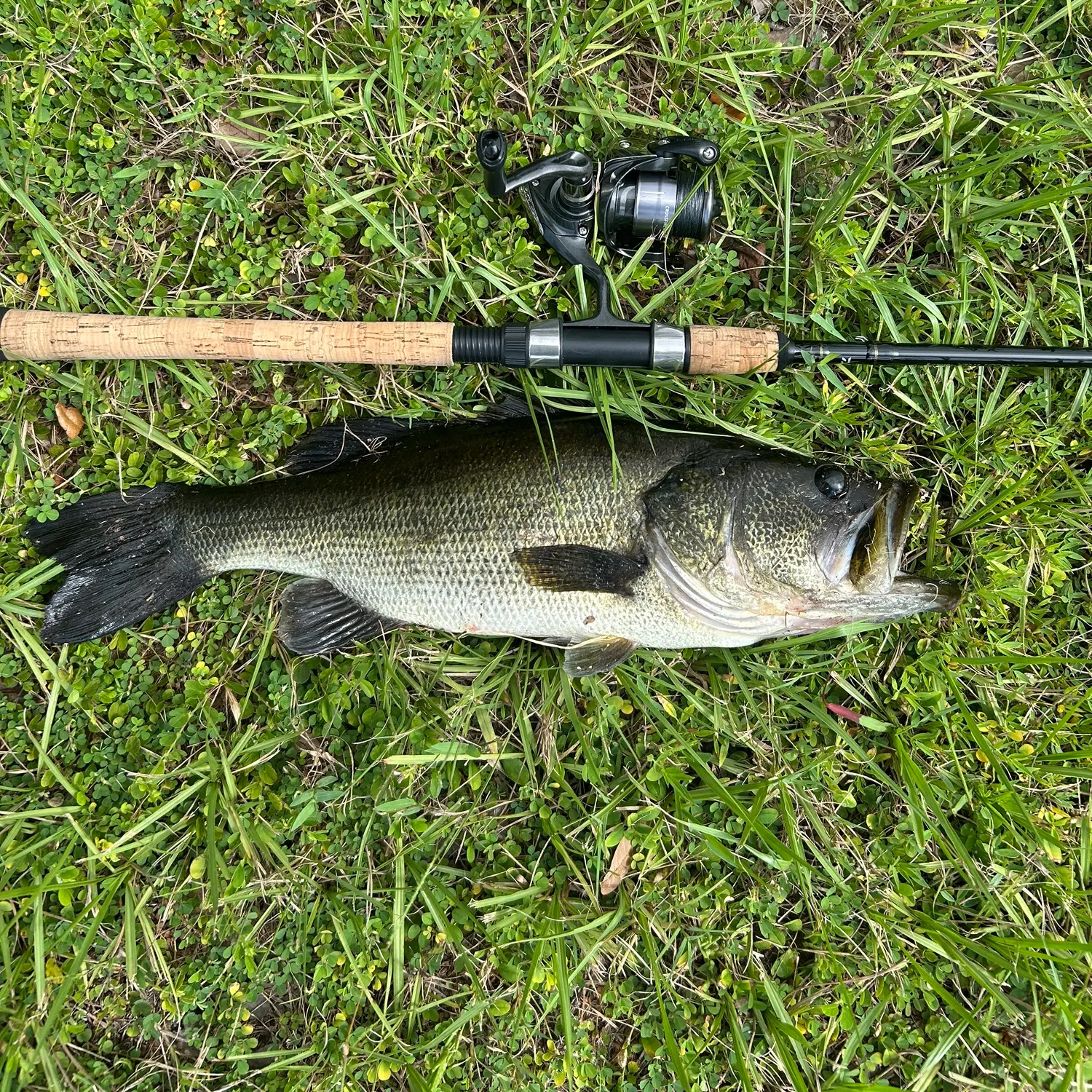 Largemouth bass caught on Fishbrain