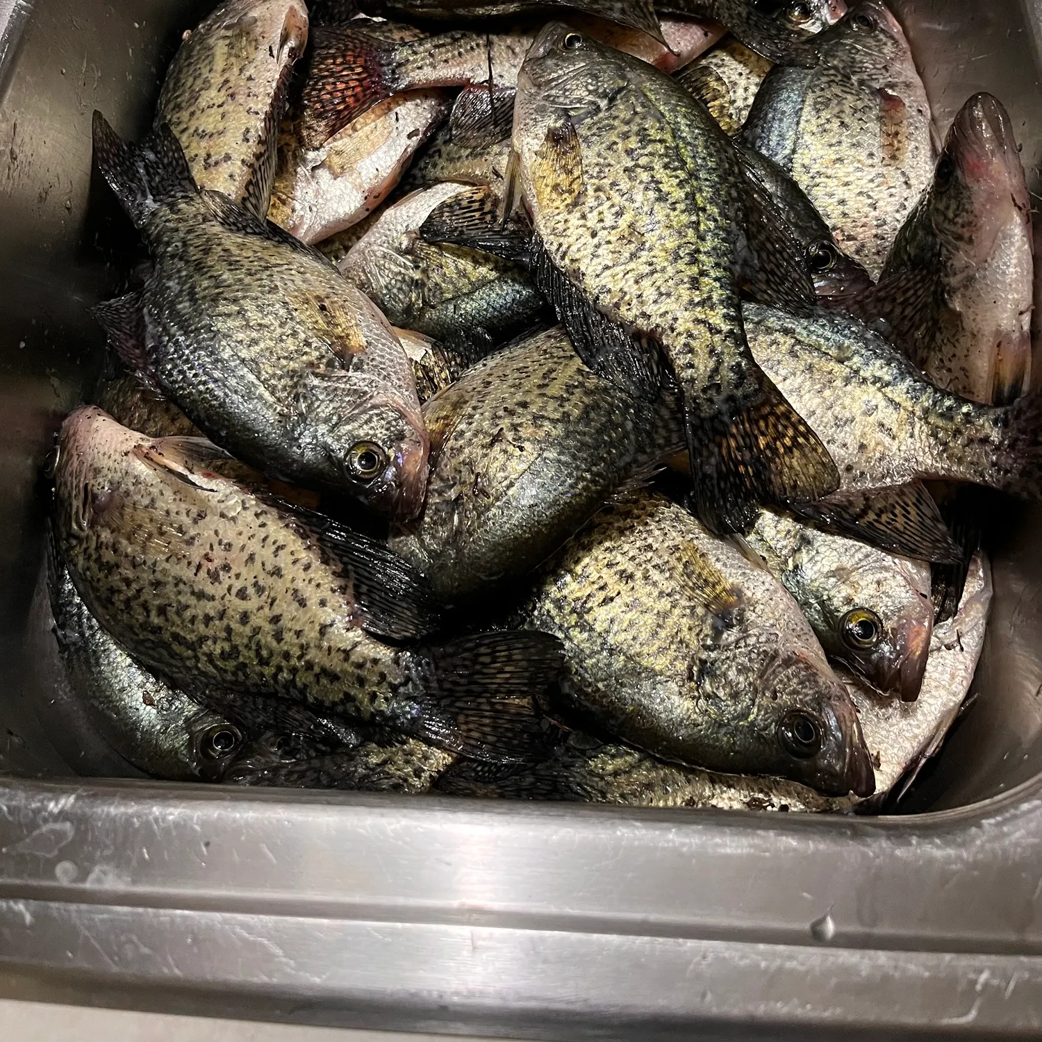 Black crappie caught on Fishbrain
