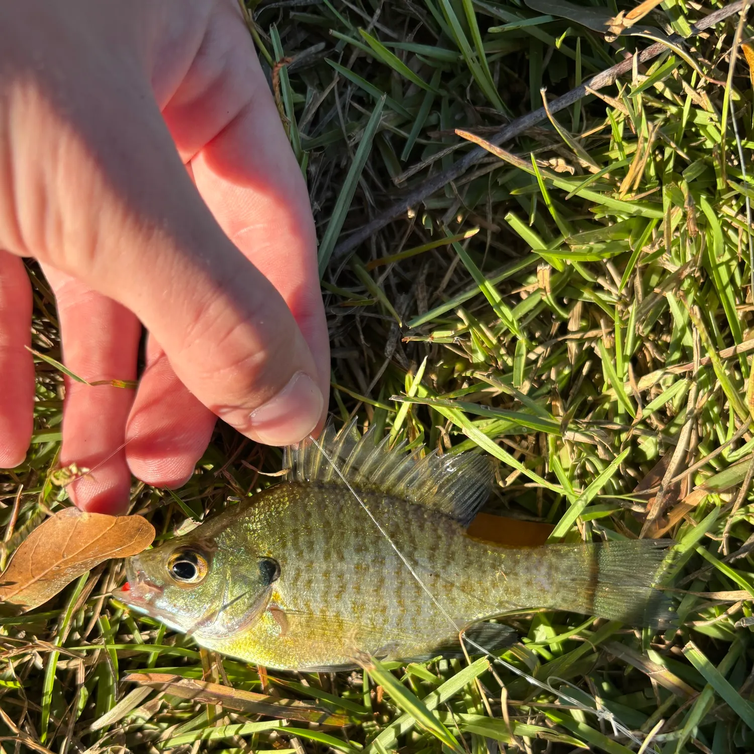 Bluegill caught on Fishbrain