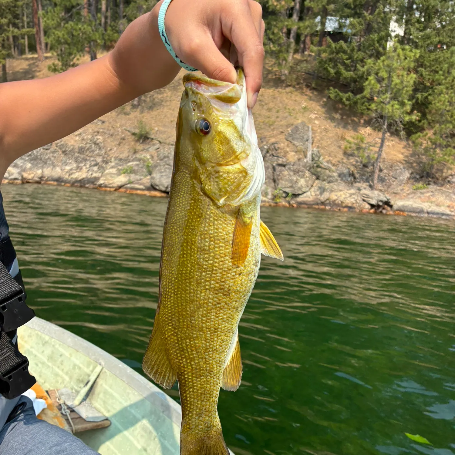 Smallmouth bass caught on Fishbrain
