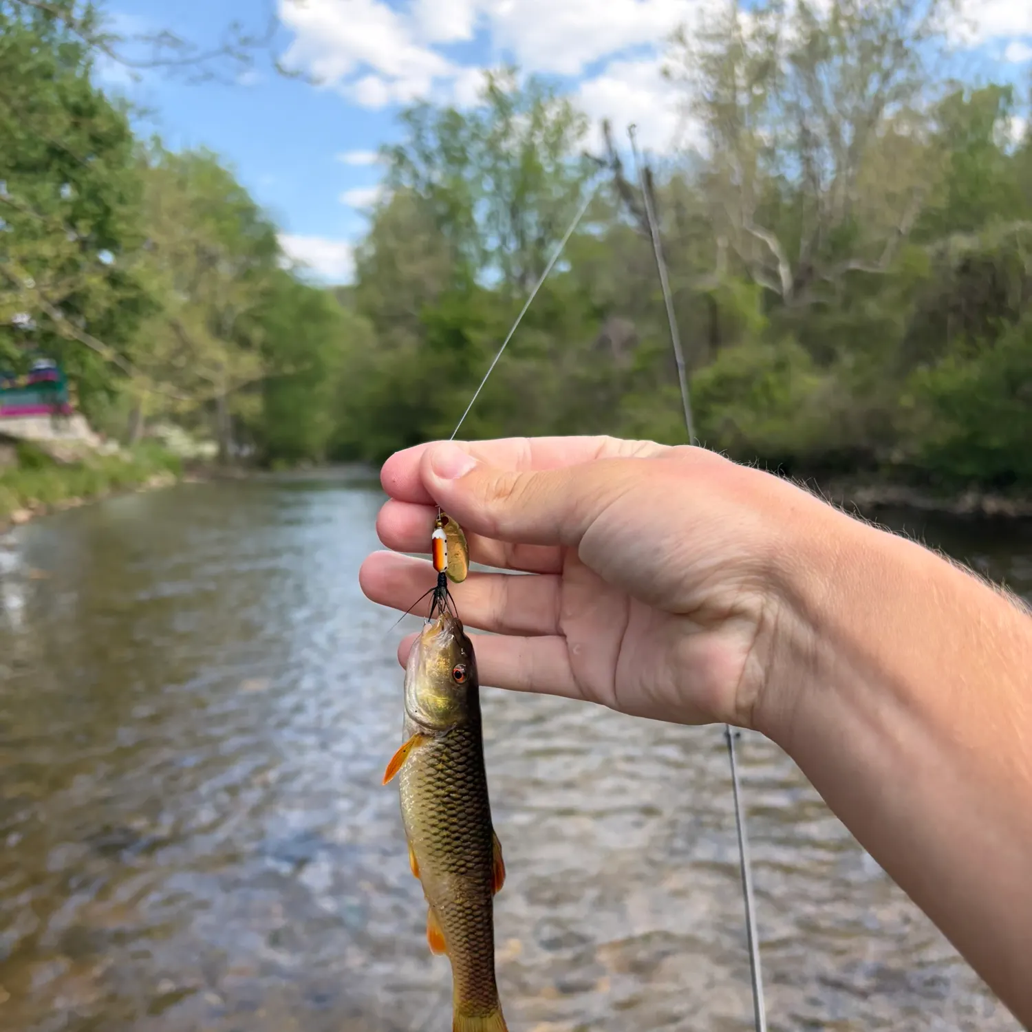 The most recent Bigmouth chub catches on Fishbrain
