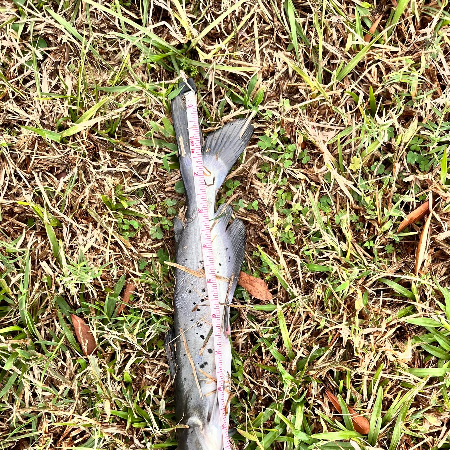 The most recent Channel catfish catches on Fishbrain