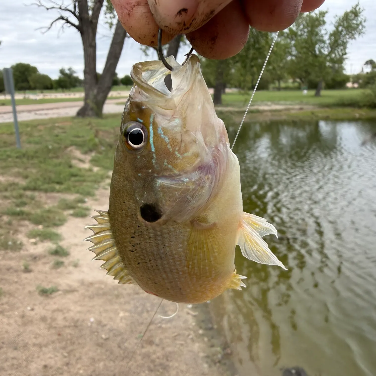 Green sunfish caught on Fishbrain