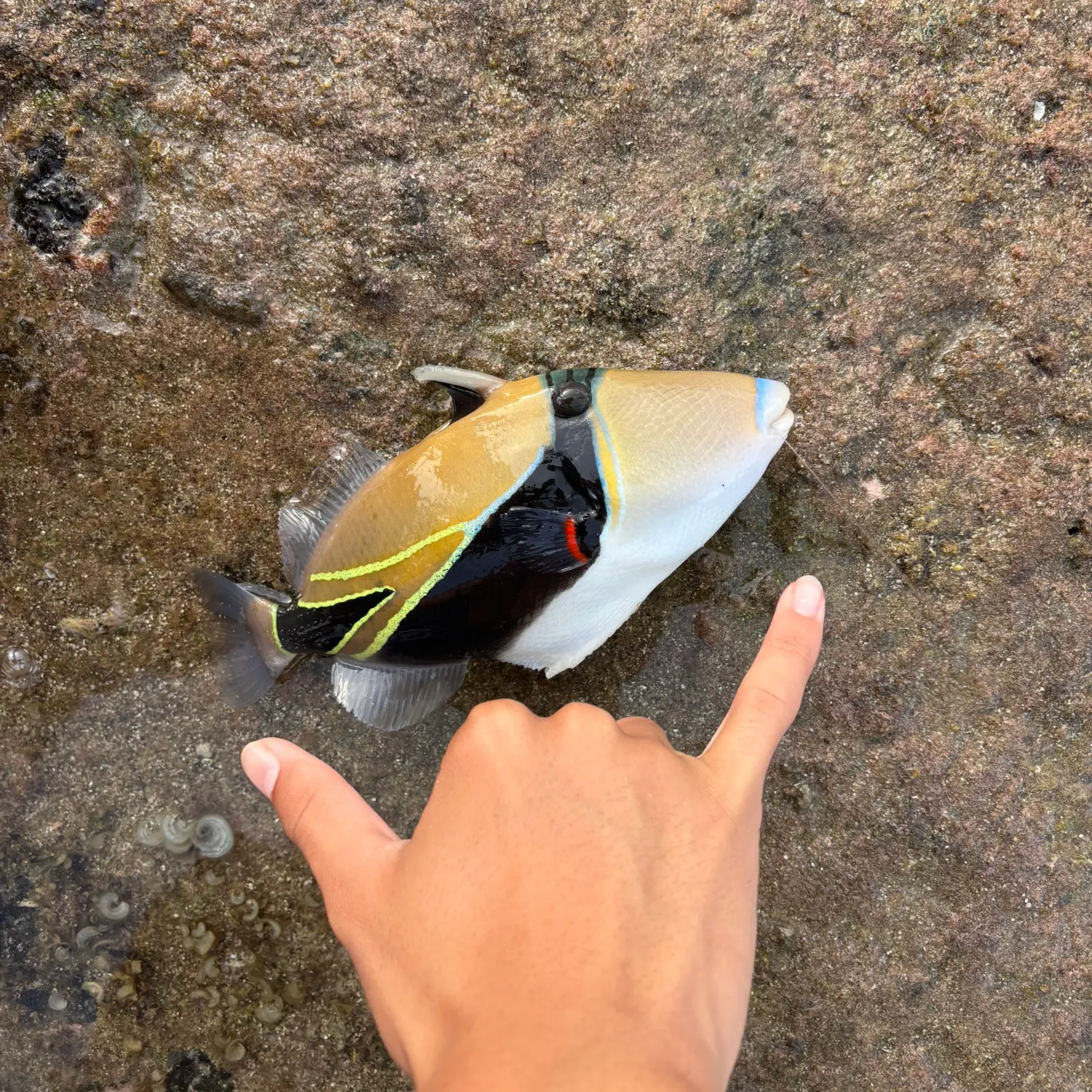 The most recent Wedge-tail triggerfish catches on Fishbrain