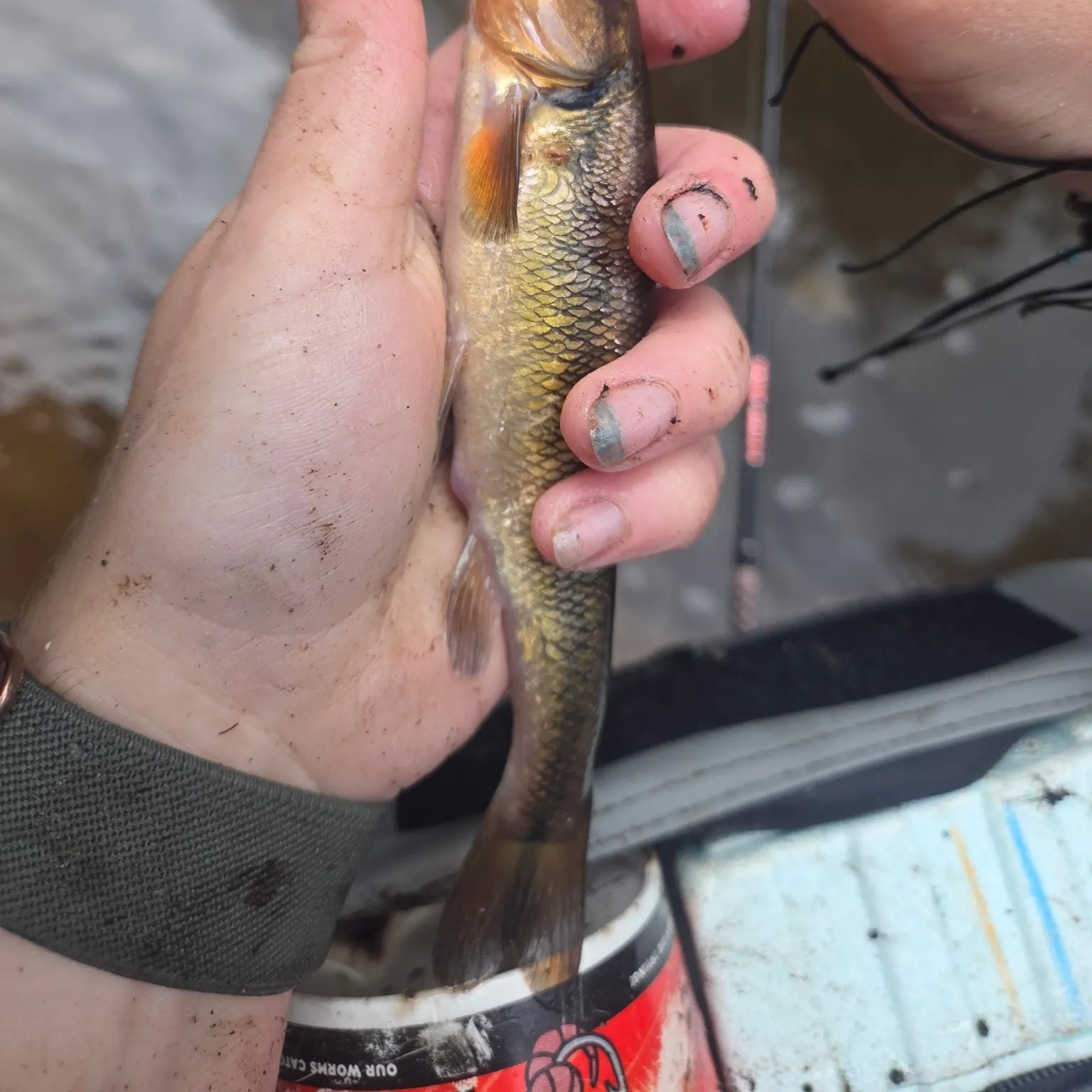 River chub caught on Fishbrain