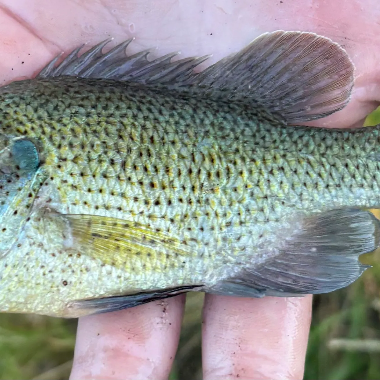 The most recent Roanoke bass catches on Fishbrain