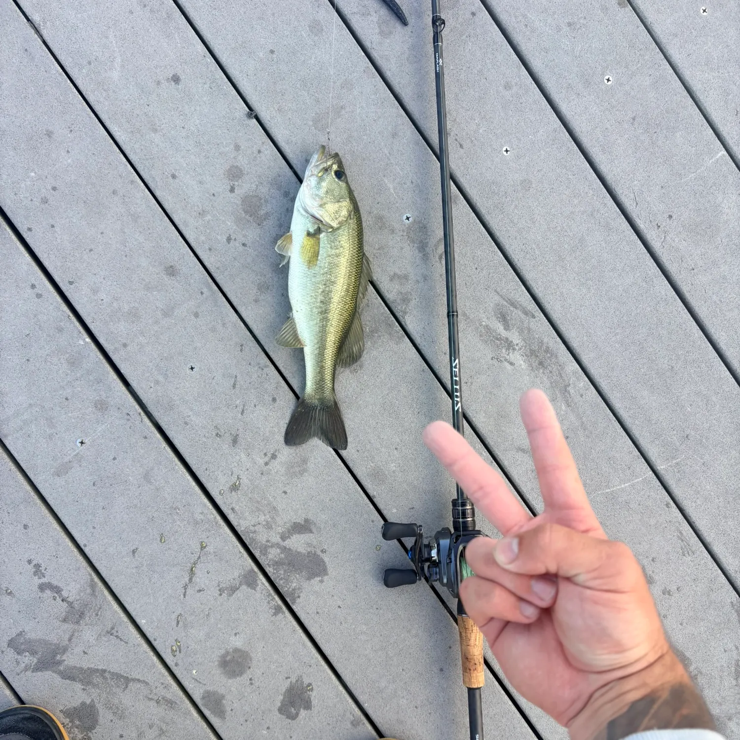 Largemouth bass caught on Fishbrain