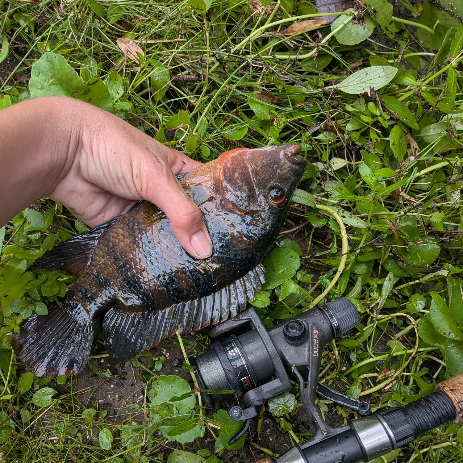 Mayan cichlid caught on Fishbrain