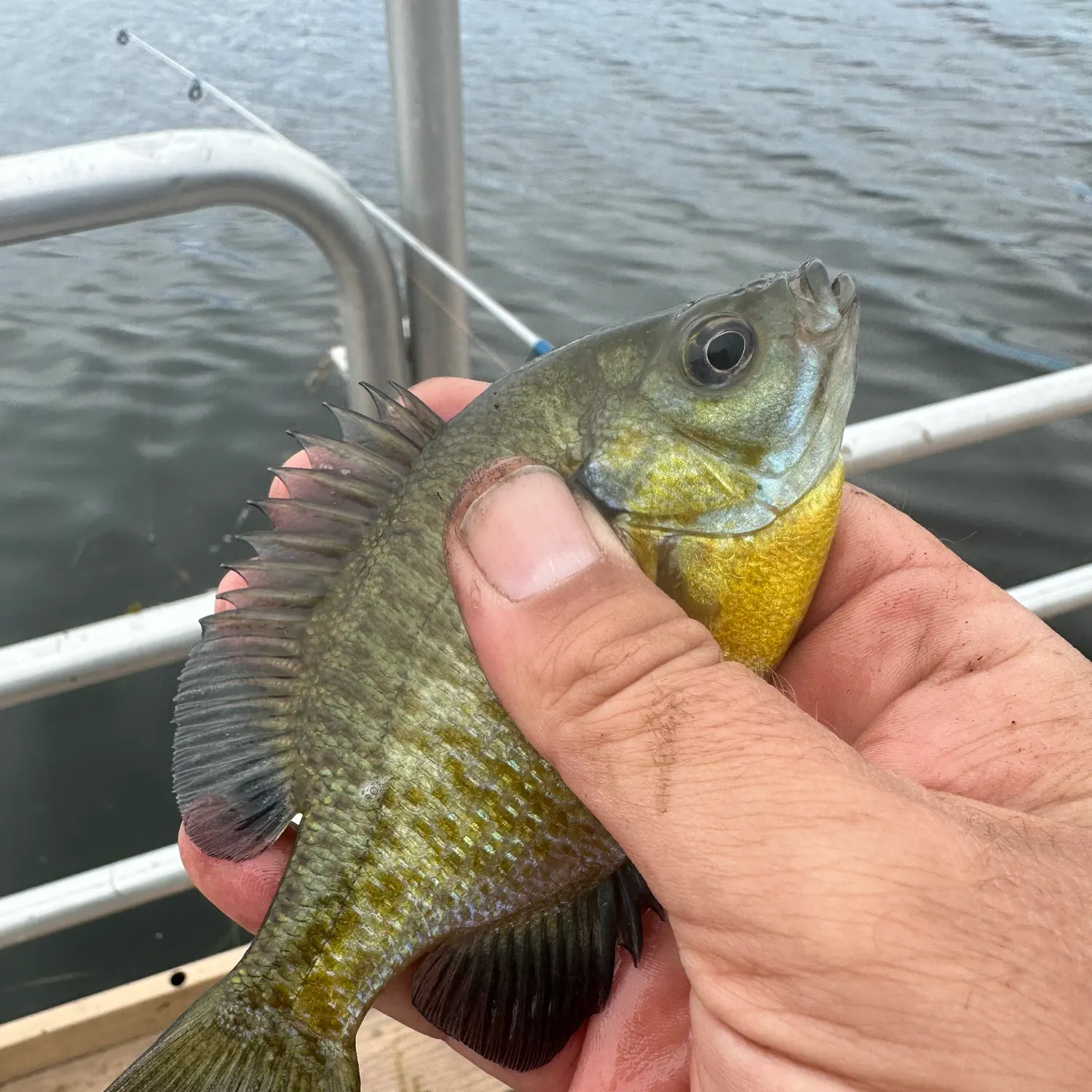 Bluegill caught on Fishbrain