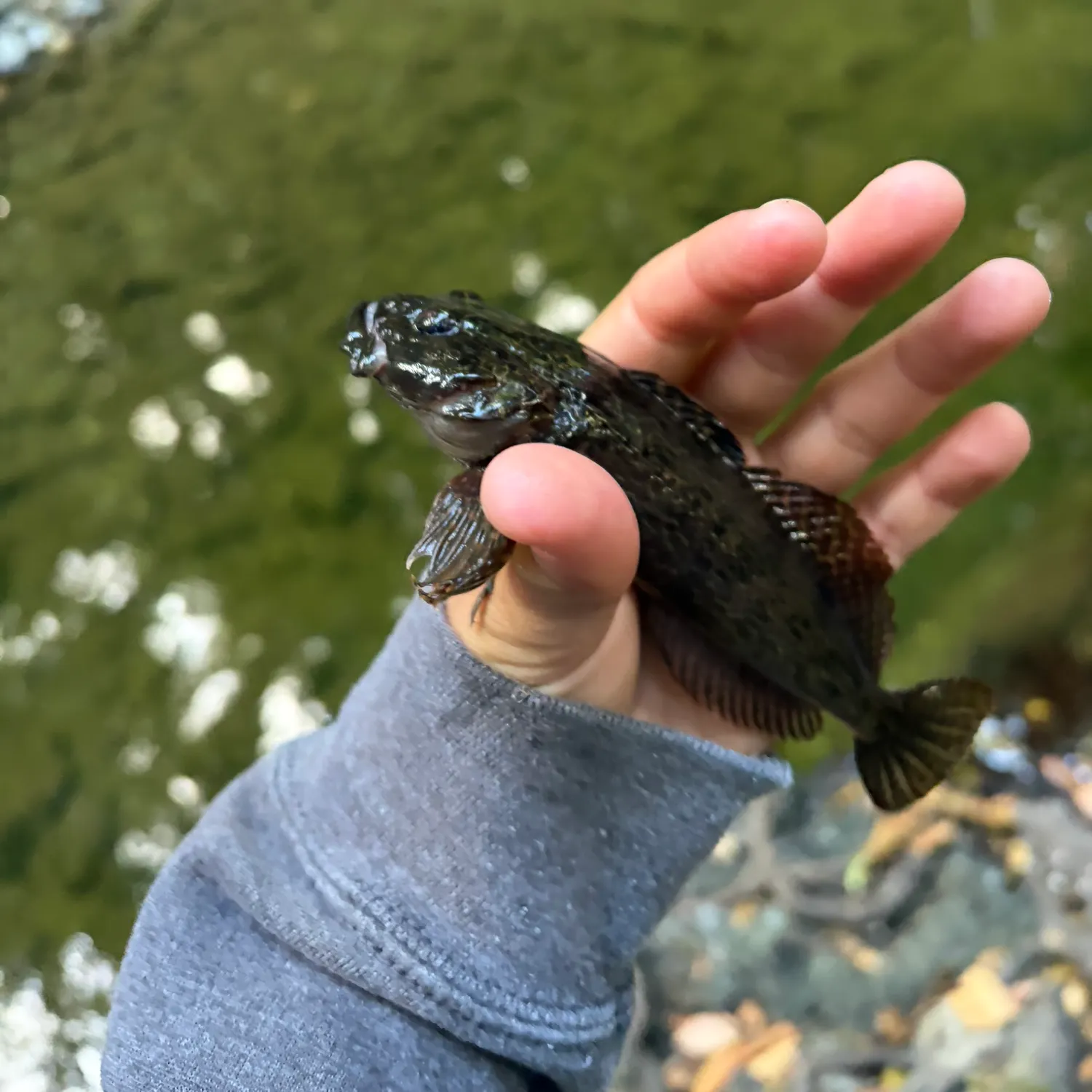 The most recent Prickly sculpin catches on Fishbrain