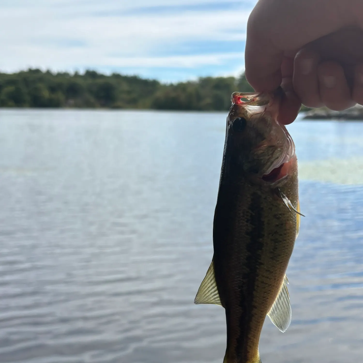 Largemouth bass caught on Fishbrain