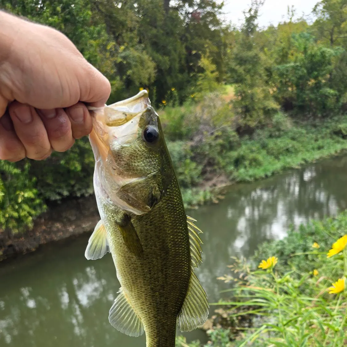 Largemouth bass caught on Fishbrain