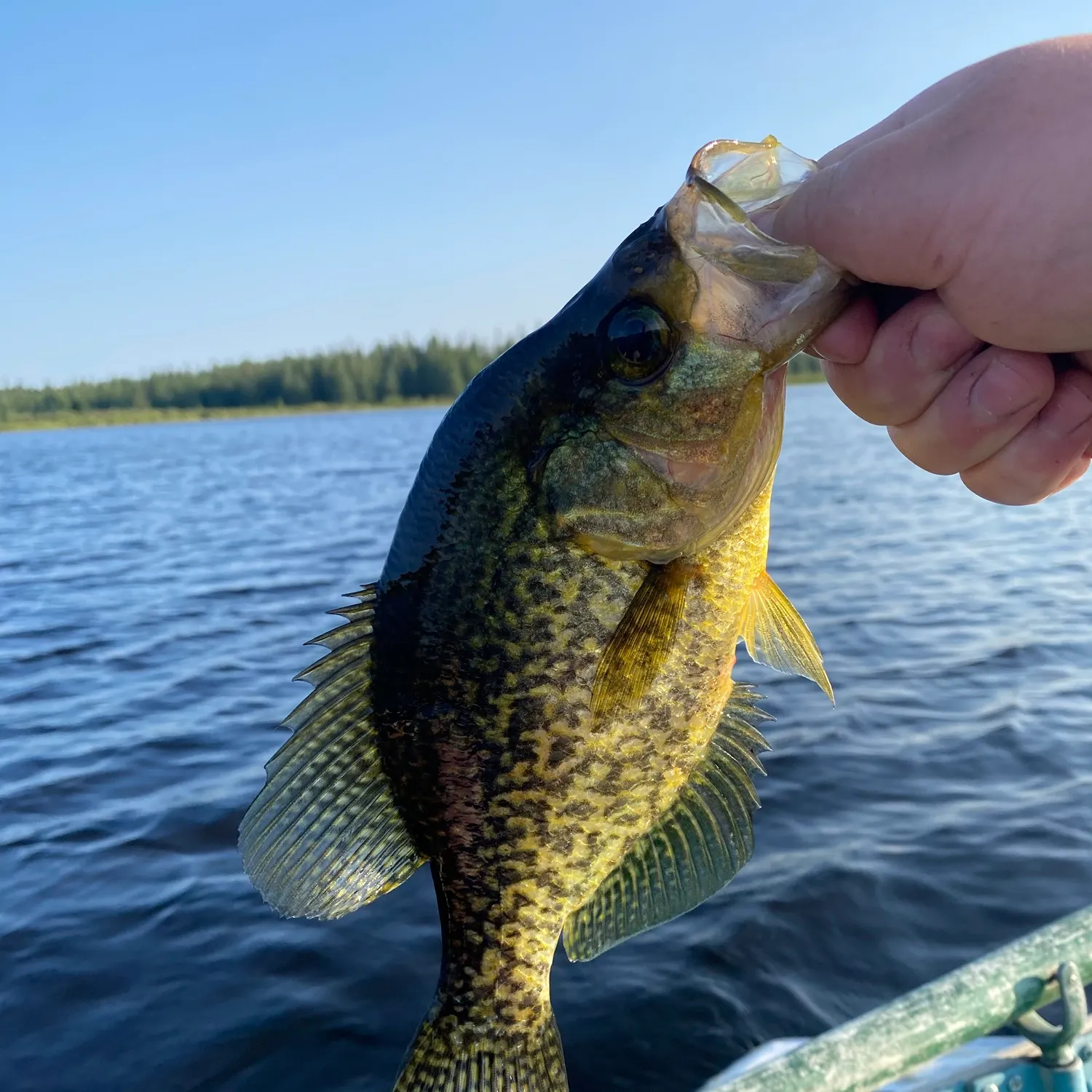 Black crappie caught on Fishbrain