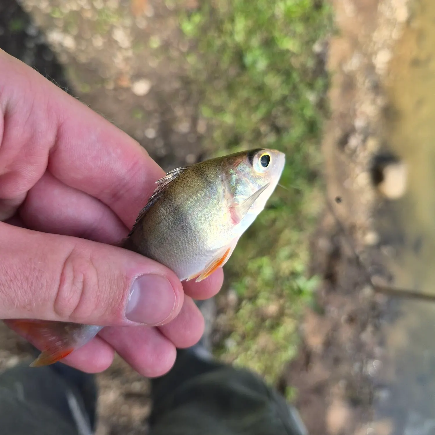 European perch caught on Fishbrain