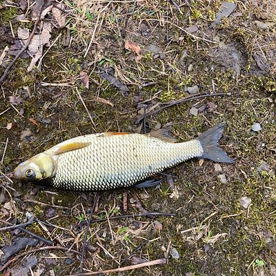 Fishing for Fallfish near you