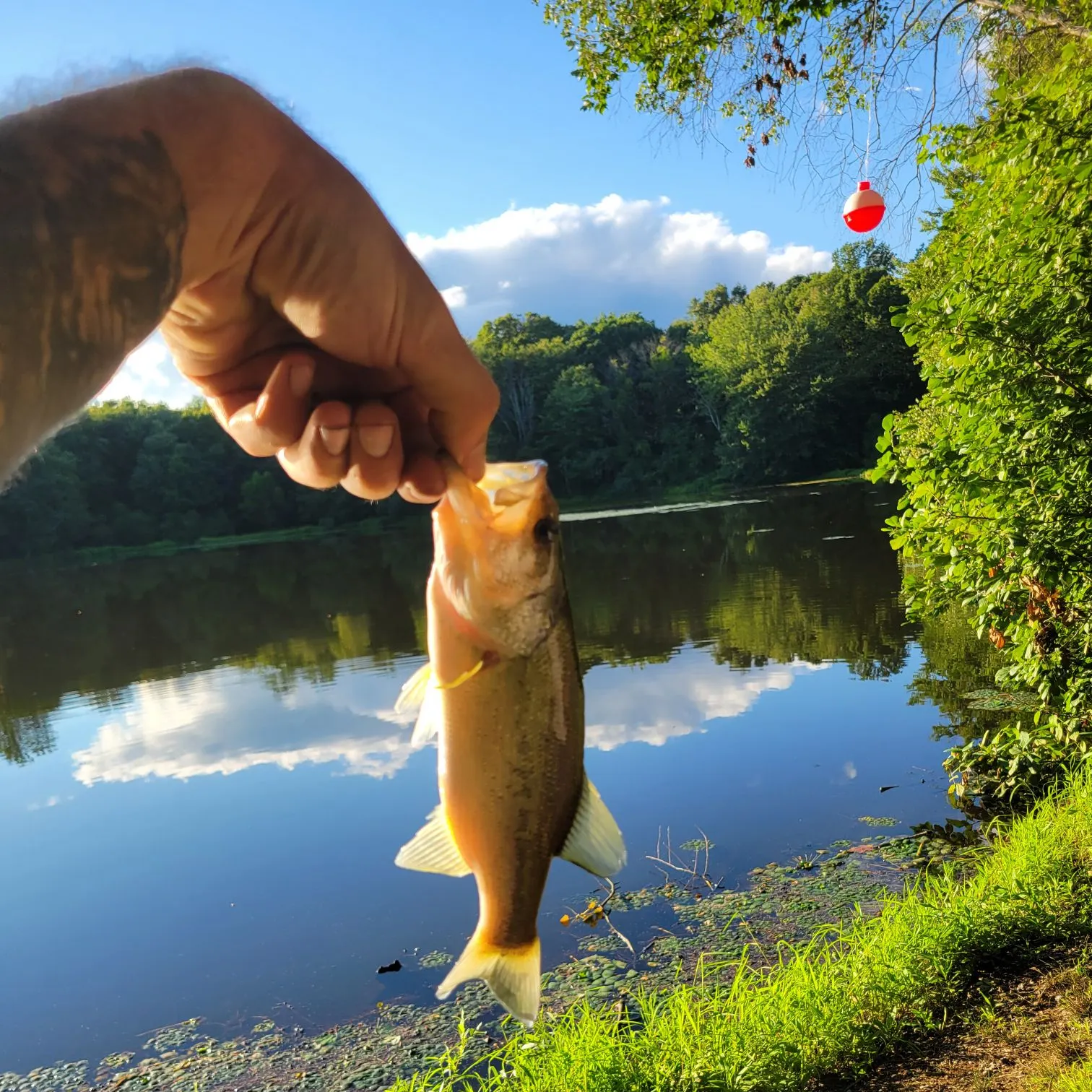 Largemouth bass caught on Fishbrain
