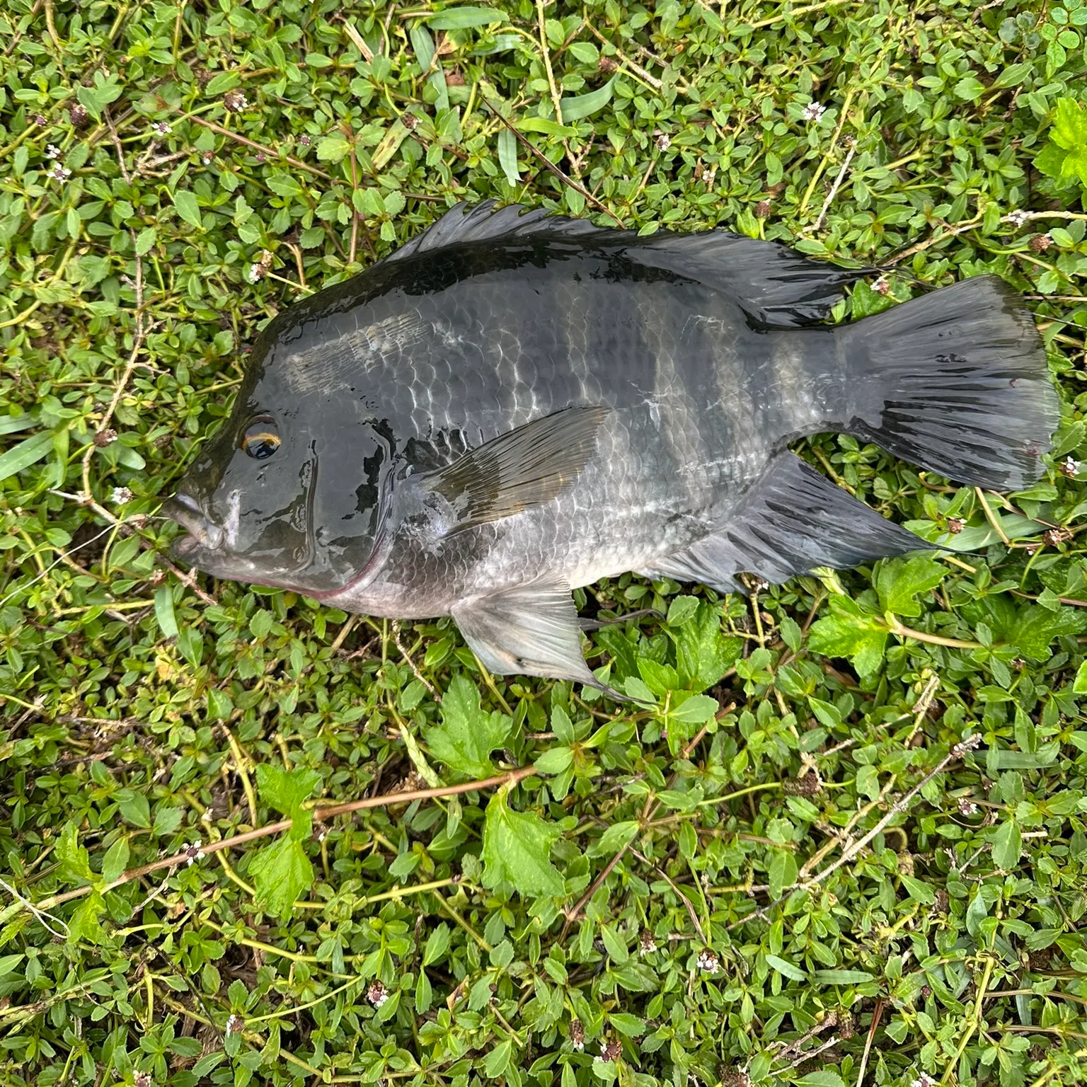 The most recent Zebra tilapia catches on Fishbrain