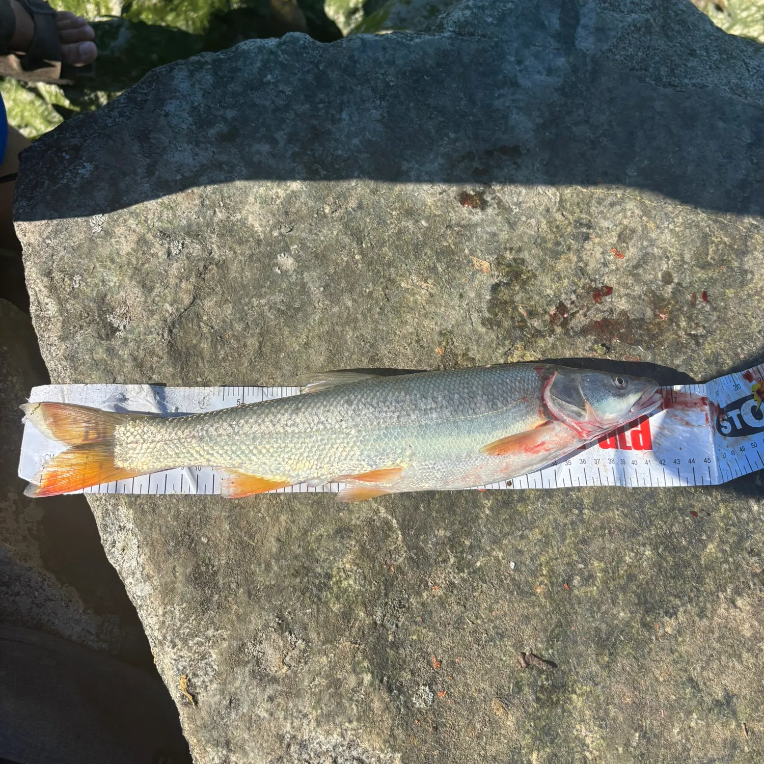 recently logged catches