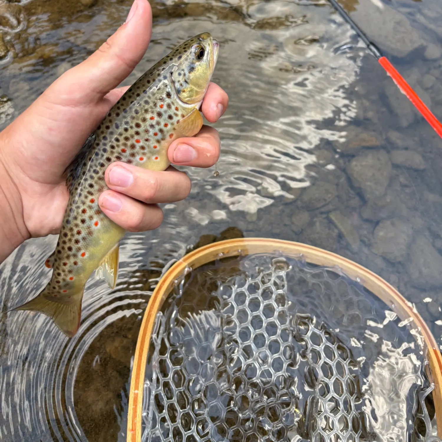The most recent Brown trout catches on Fishbrain