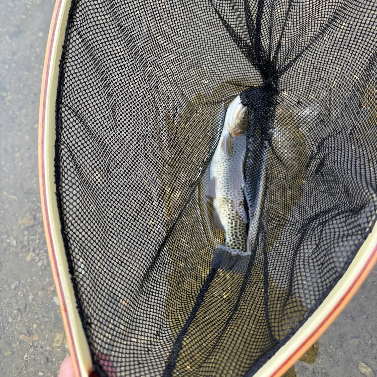 Rainbow trout caught on Fishbrain