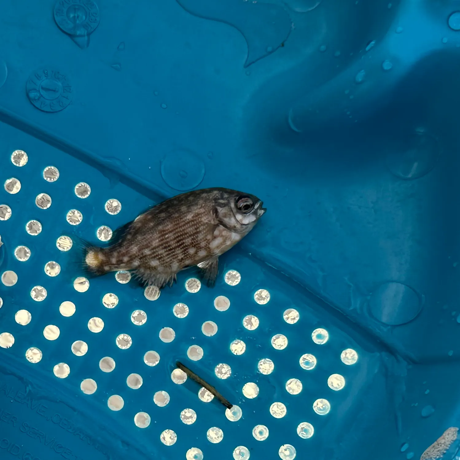 The most recent Pinfish catches on Fishbrain