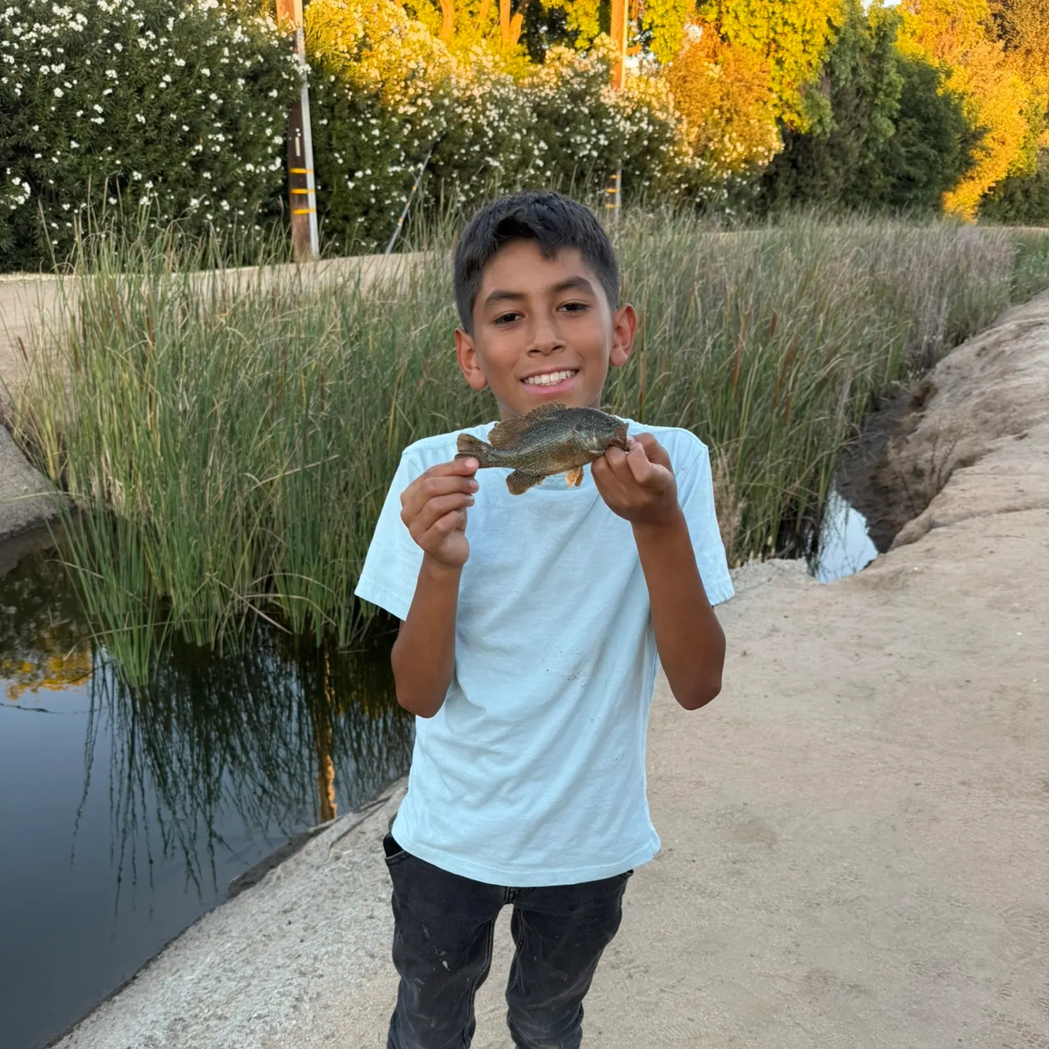 The most recent Dollar sunfish catches on Fishbrain