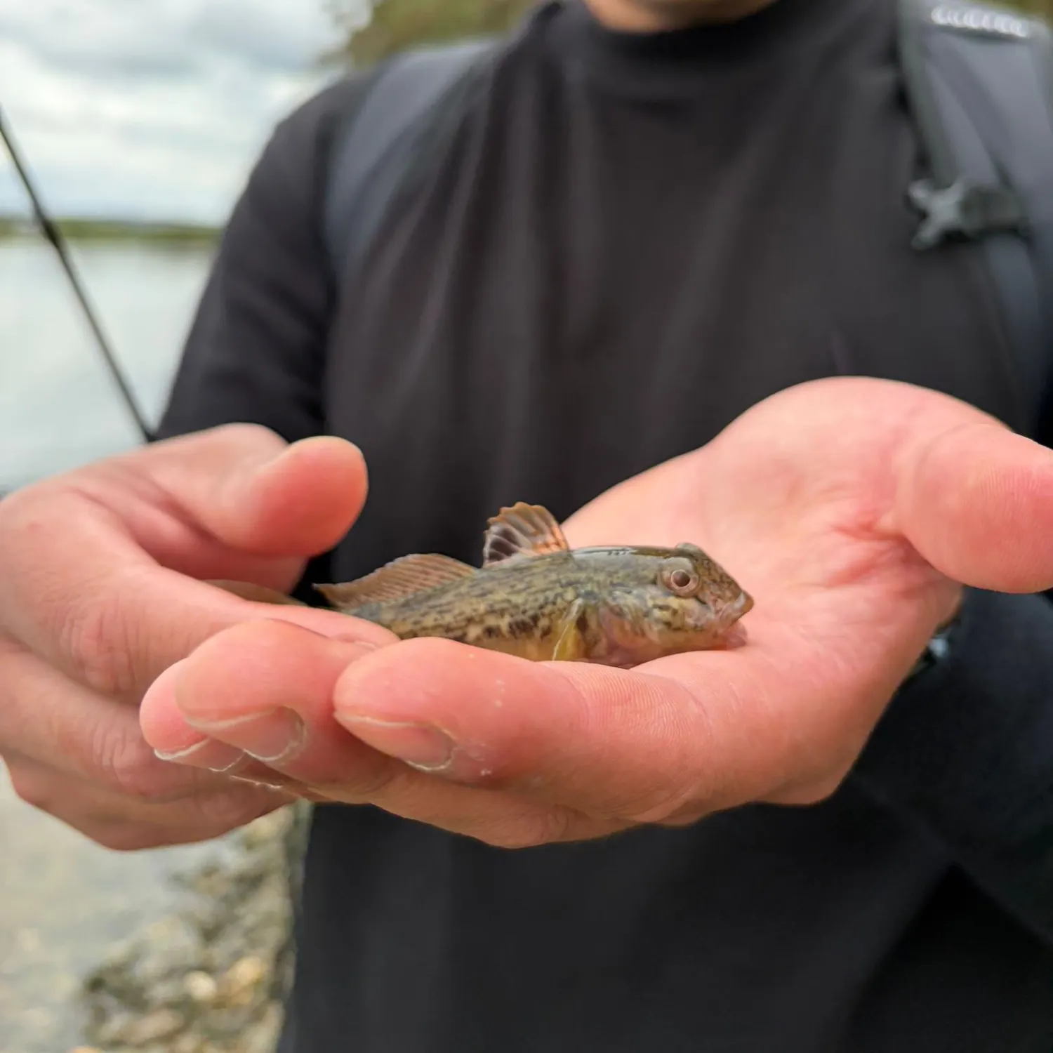 Round goby caught on Fishbrain
