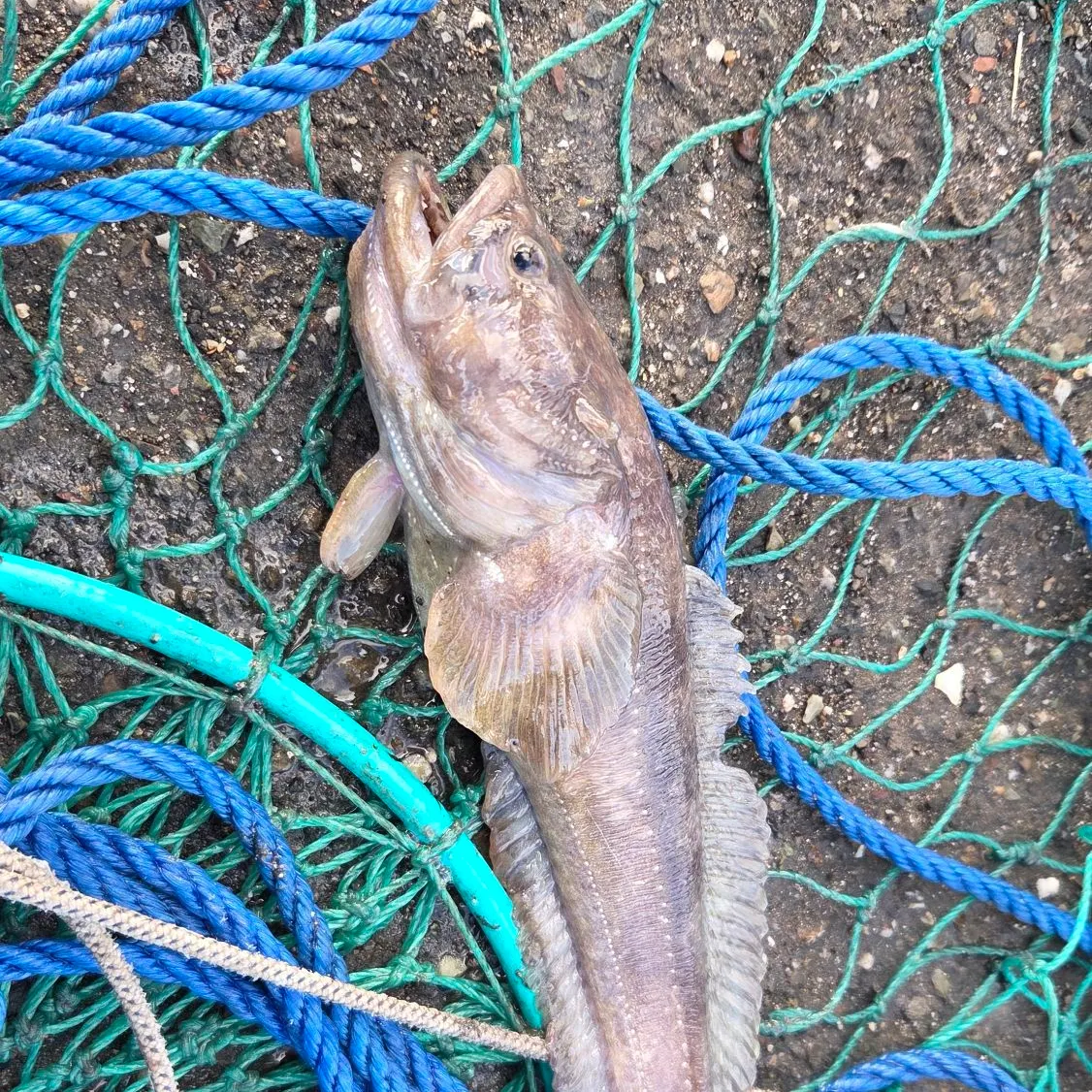 The most recent Plainfin midshipman catches on Fishbrain