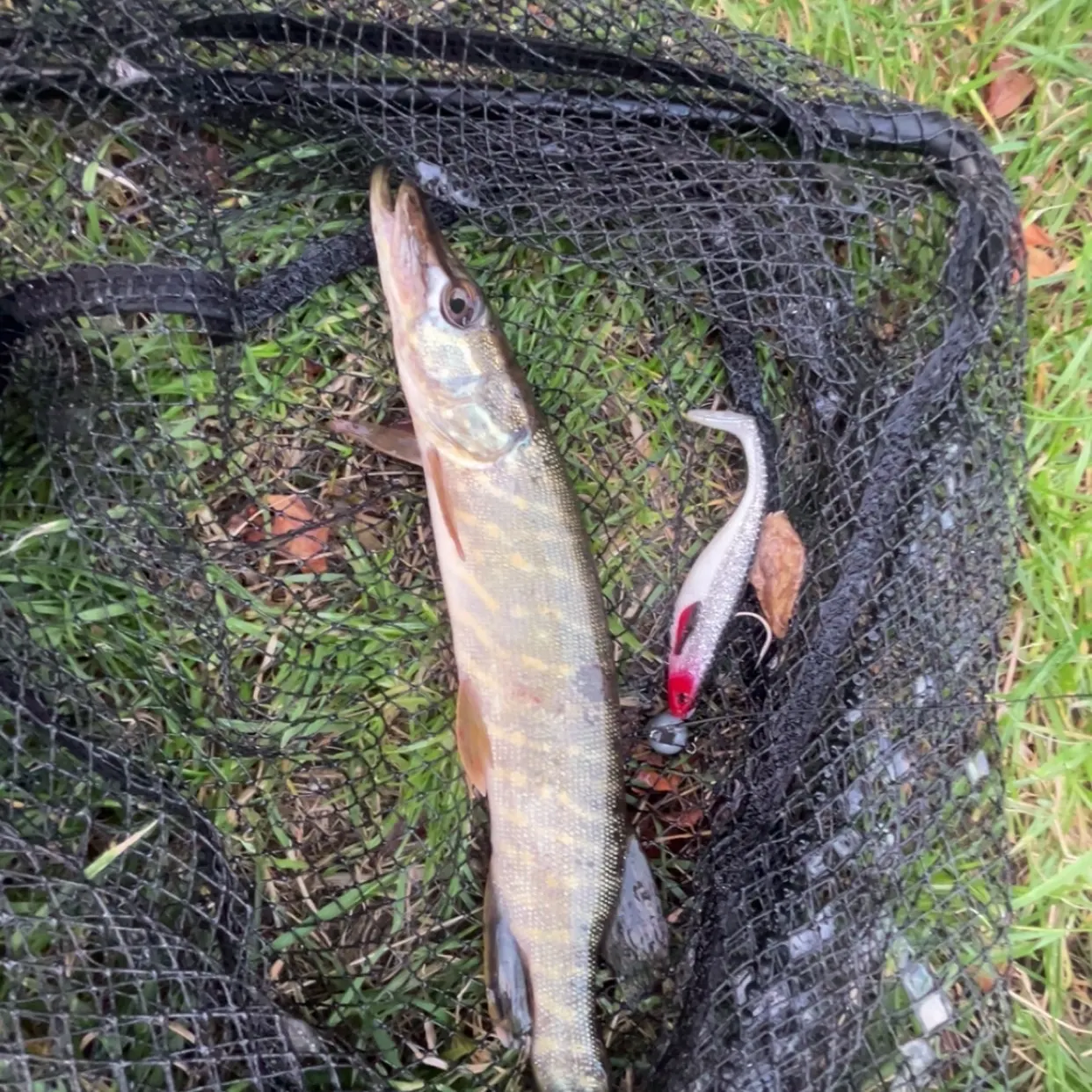 Northern pike caught on Fishbrain
