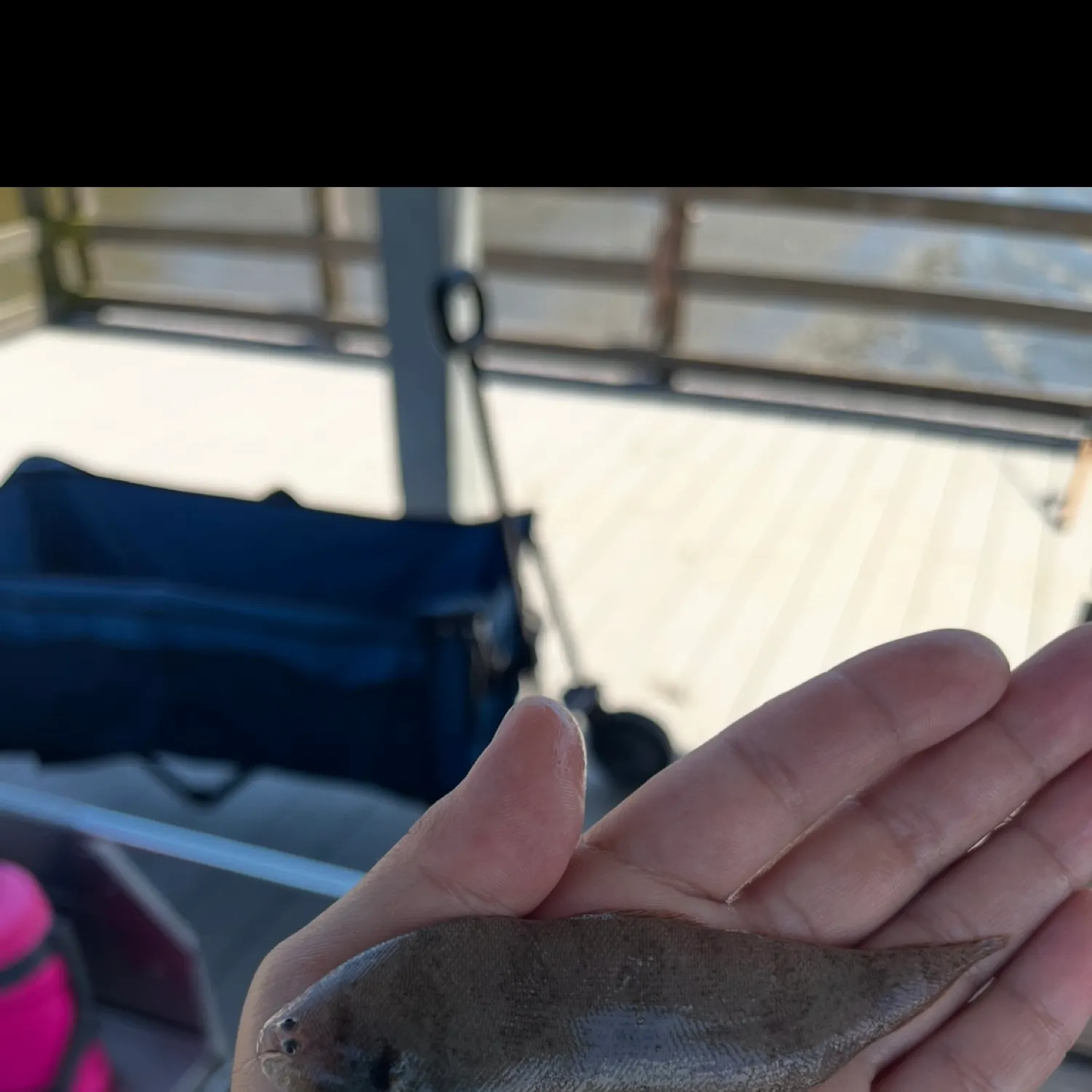 The most recent Blackcheek tonguefish catches on Fishbrain