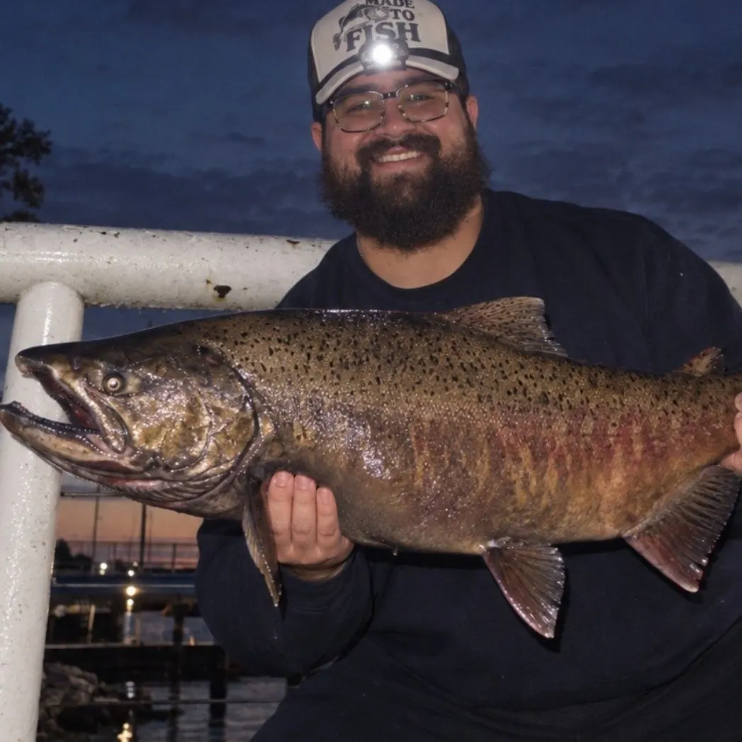 Chinook salmon caught on Fishbrain