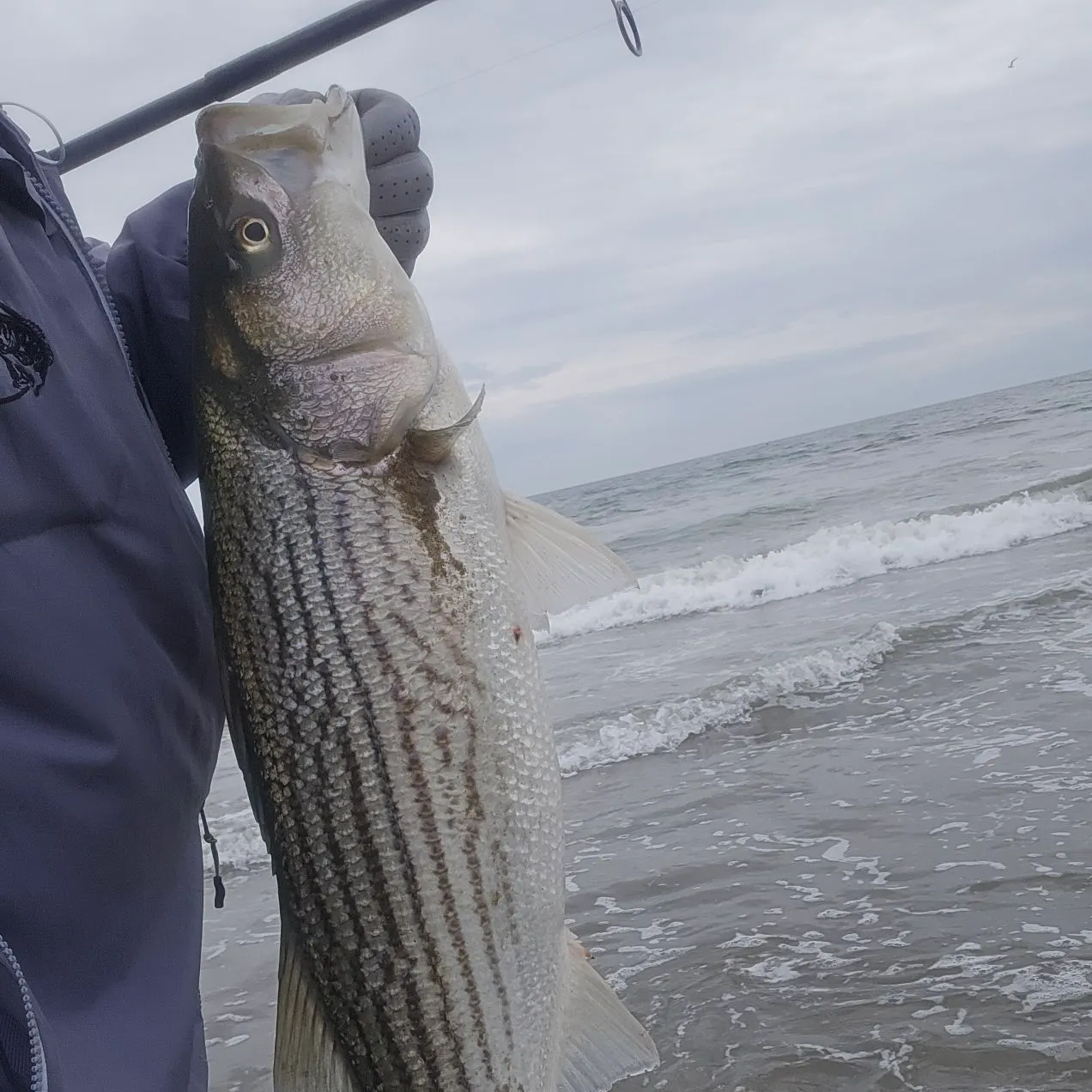 Striped bass caught on Fishbrain