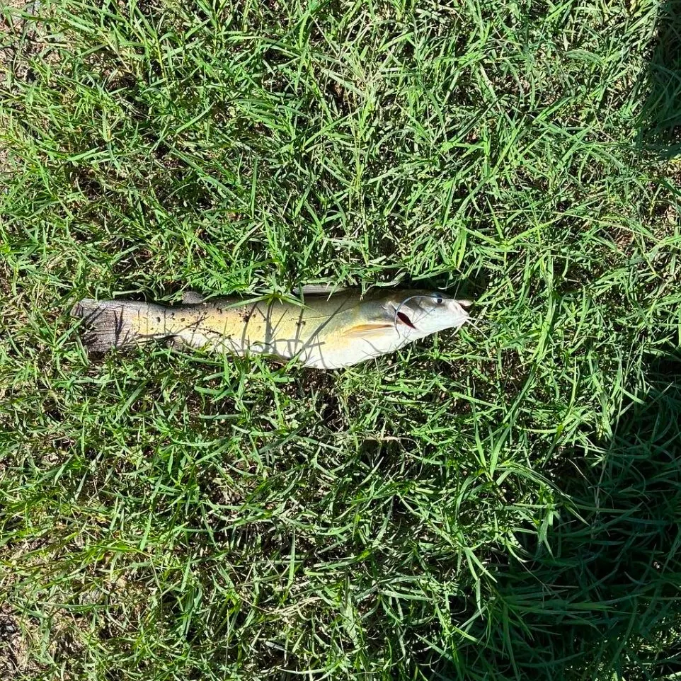 Channel catfish caught on Fishbrain