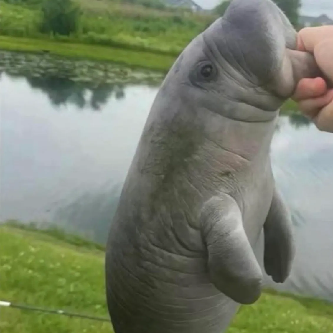 The most recent Niger barb catches on Fishbrain