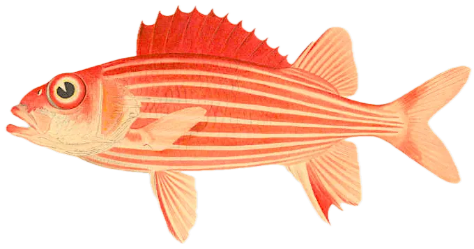 Hawaiian squirrelfish