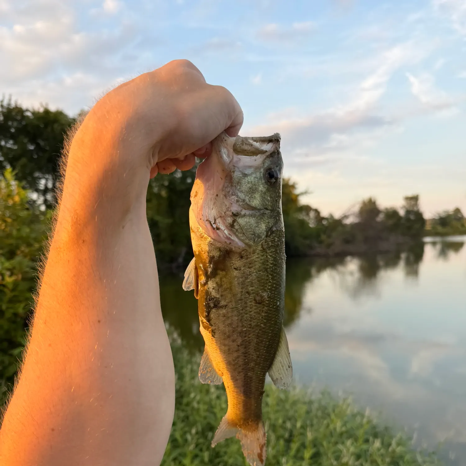 Largemouth bass caught on Fishbrain